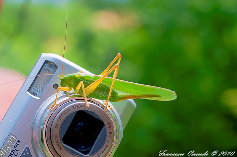 Aiuto identificazione